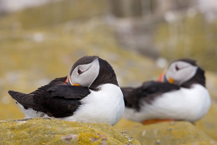 Papageitaucher Fratercula arctica Atlantic Puffin